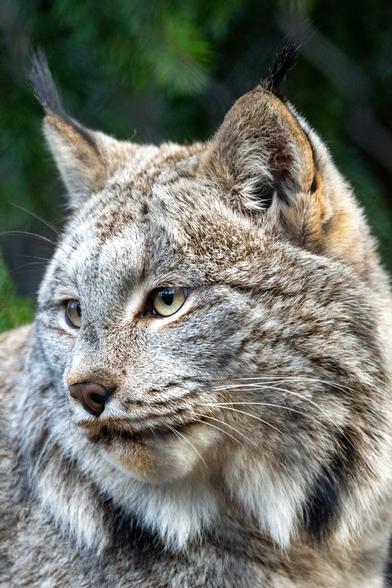 A portrait photo of a Canada Lynx, it's got a thick grey white and beige pelt, long whiskers, and black ear tufts!