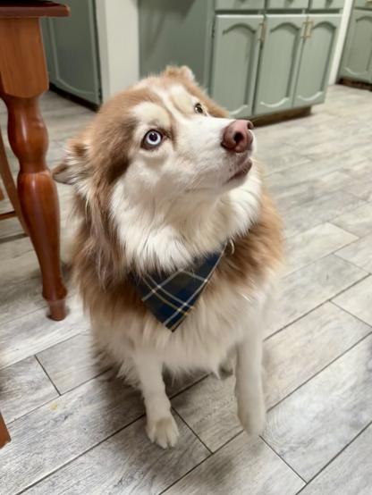 A brown and white husky sits in a kitchen wearing a blue plaid bandanna. She looks to the top corner of the screen.