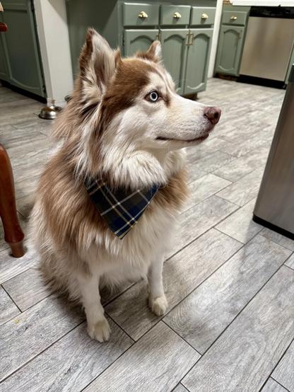 A brown and white husky sits in a kitchen wearing a blue plaid bandanna. Her ears are perked up and she looks to the right of the screen.