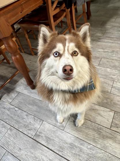 A brown and white husky sits in a kitchen wearing a blue plaid bandanna. She looks at the camera.