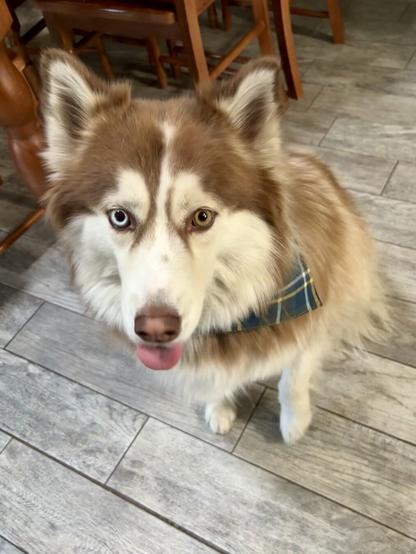 A brown and white husky sits in a kitchen wearing a blue plaid bandanna. She looks just below the camera with her tongue sticking out slightly.