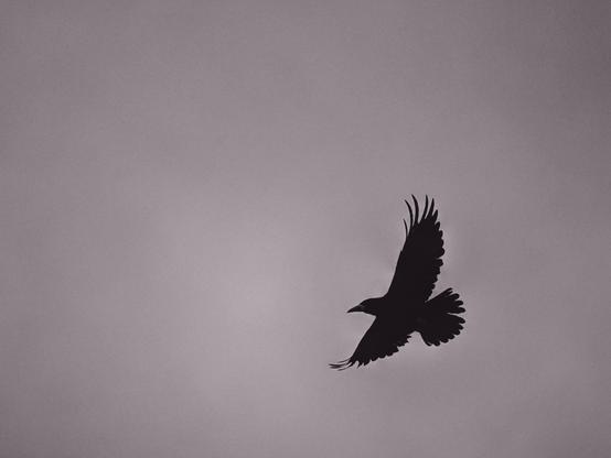 The image shows the silhouette of a bird, likely a crow or raven, flying against a cloudy sky. The wings and tail are spread, and the scene is depicted in black and white.
