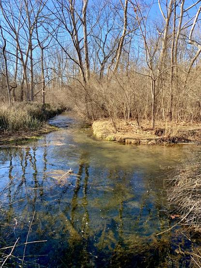 A small stream swiftly runs through the woods towards me and turns sharply left. The turning create a pool that reflects the surroundings and the blue sky.