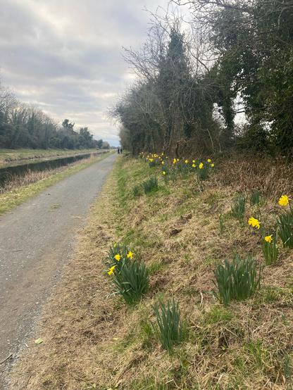 Daffodils are in bloom along an embankment next to a path that runs along a canal. The sky is cloudy and the first hints of real spring are just appearing.