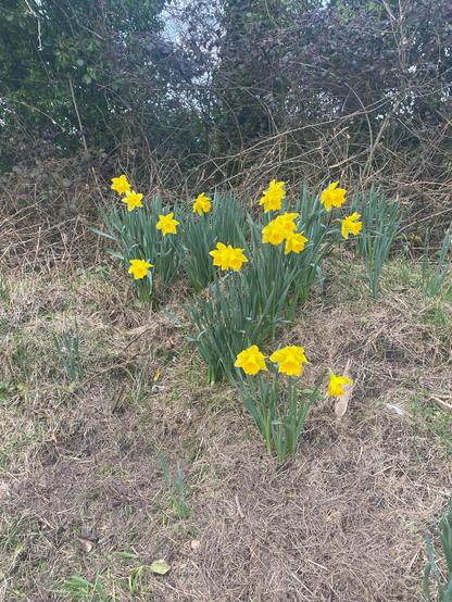 Bright yellow daffodils on fresh green stalks rise out of dried winter remains of grasses with twisted brown vines in the background and evergreen vines clinging to leafless trees behind that.