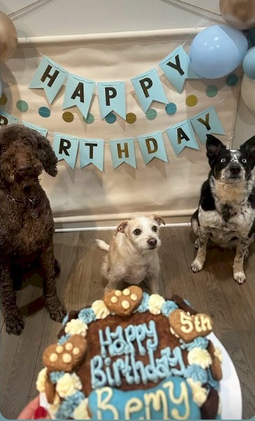 Larger black-haired poodle-x, small white and brown terrier-x, small pointy-eared black and white terrier-x all looking up at the camera, ready to pounce on a tray of birthday doggie cake.