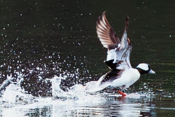 bufflehead duck taking flight from a lake