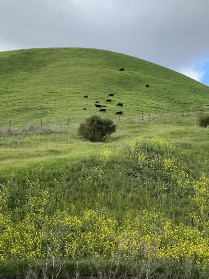 Black cows on a green grassy hill with wildflowers and rain clouds and blue sky above in Gilroy California