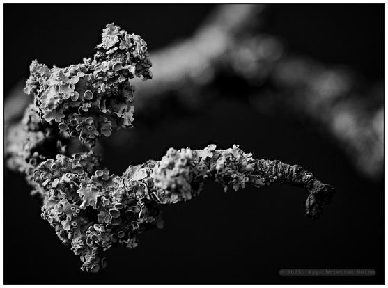 Beide Fotos: Schwarzweißaufnahme des Zweigs eines Apfelbaums, der dicht an dicht mit kleinen, becherförmigen Flechten bewachsen ist. Die archaisch anmutende Besiedelung des Zweigs erinnert an die Saugnäpfe eines Krakenarms.