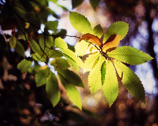 A fan of sweet chestnut leaves with the sun shining through them in this colour woodland photo.