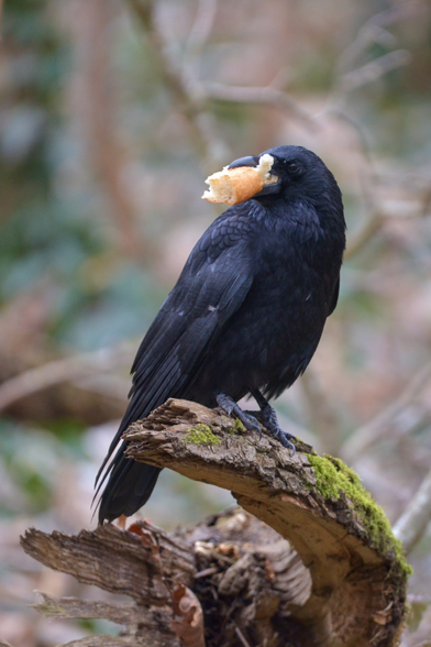 Photo d'une corneille noire perchée sur un morceau de bois moussu, avec un gros morceau de pain de le bec.