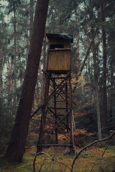 A wooden hunting perch on stilts stands in a forest bathed in autumn colors. The structure appears worn, with faded and cracked wood. Behind it, a large tree with intricate, twisting branches is covered in warm, orange leaves. The contrast between the cool sky and the warm foliage creates a striking effect.