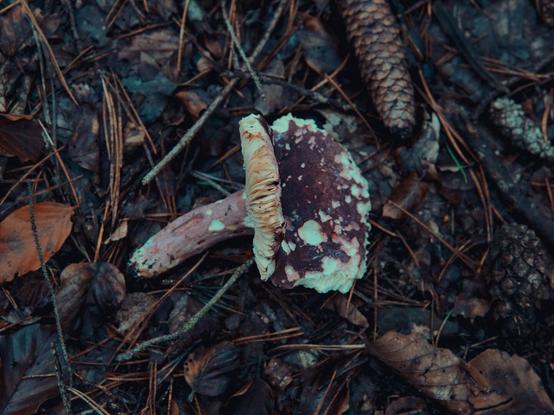 A close-up of a partially broken red and white mushroom on a damp forest floor. The gills are exposed, revealing a delicate texture. Surrounding the mushroom are fallen pine needles, leaves, and small branches, creating an earthy, textured scene. The lighting gives a moody, cool-toned appearance.