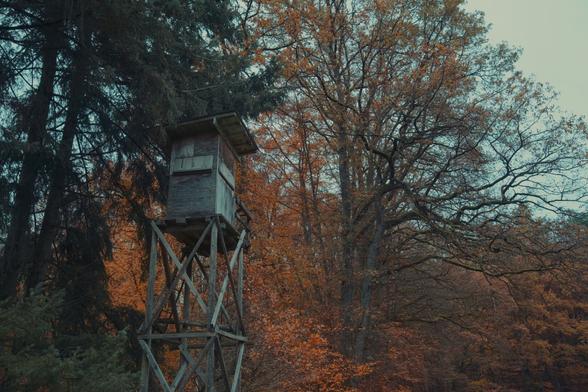 A weathered wooden hunting perch with a black tarp on its roof stands among tall trees in a dense forest. The structure appears aged, with moss and lichen growing on its wooden beams. A leaning tree is positioned beside the stand, adding to the atmosphere of decay. The background consists of towering evergreen and deciduous trees with autumn-colored leaves.