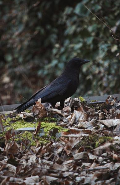 Das Bild zeigt einen schwarzen Vogel, eine Rabenkrähe, der auf einer mit trockenen Blättern und grünen Moosflecken bedeckten Oberfläche steht. Der Vogel steht im Mittelpunkt des Bildes und sticht durch sein dunkles Gefieder im Kontrast zu den erdigen Tönen der Blätter und des Mooses hervor.