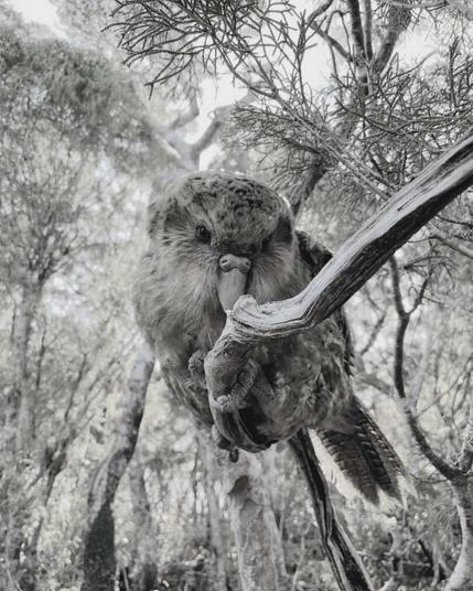 A grayscale photo of a big Kakapo perching on a branch in a forest.