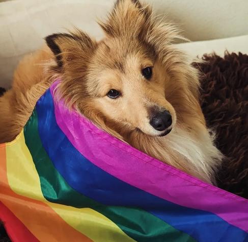 Ein Hund liegt auf einem Sessel. Über ihn ist eine Regenbogen-Fahne gebreitet. Von dem Sheltie ist nur der Kopf sichtbar.