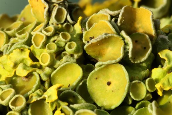 extreme close up macro hot of lichen cups on a small twig