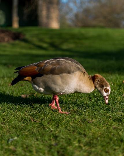 A brown, red, and red feathered duck pecking at the grass