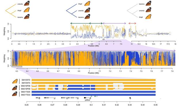 Top: Topology weightings across chr15 showing how the karamu haplotype is related to the klugii and orientis haplotypes. Upper panel shows three possible rooted genealogical topologies. Second panel shows weights for each topology along the chromosome, smoothed with a 20 kb span. Arrows above the plot indicate the locations of inversions. Third panel shows unsmoothed topology weightings across a 1.5 Mb region corresponding to Inversion 2. Bottom: Ancestry painting across a 100 kb region within Inversion 2, showing ancestry tracts for two homozygous karamu individuals compared to two representative individuals homozygous for the orientis and klugii haplotypes. Coding regions are indicated below the plot, with the candidate gene for background colouration yellow indicated. Green triangles represent the top 10 SNPs for background colour in our GWAS. There is evidence for recombination throughout the supergene region, and specifically in the vicinity of yellow, consistent with the hypothesis that orientis ancestry at this locus (i.e., the B allele) is associated with darker colouration in karamu individuals.