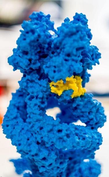 Gedrucktes 3D-Modell des Ionenkanals „NompC” mit gelb eingefärbter Feder

Foto: Philip Hehlert