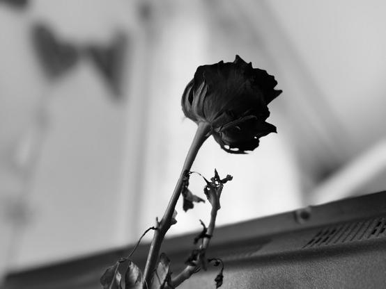 A black and white image features a single, wilting rose placed prominently against a blurred background.