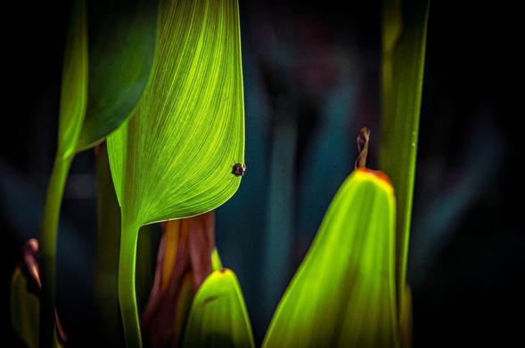 The image features a close-up of vibrant green leaves with a dark background, giving it a striking contrast. A small insect is sitting on one of the leaves, which adds an interesting focal point to the composition. The image highlights intricate details of the leaf structure and the play of light and shadow.