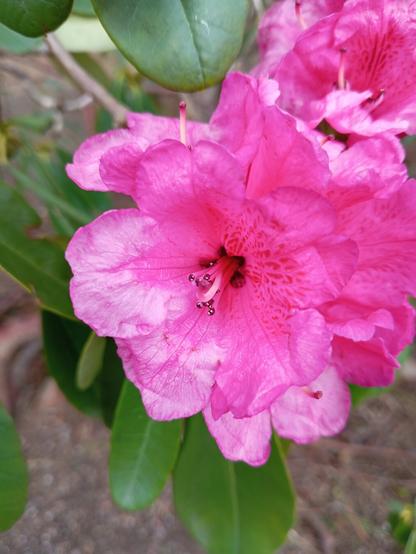Close-up of a vibrant pink flower.