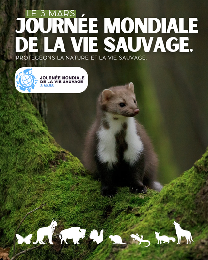 Le 3 mars, c'est la Journée mondiale de la vie sauvage