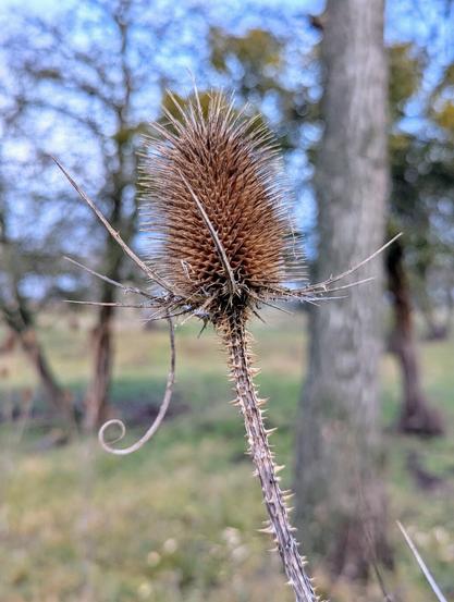 A close-up photograph of a teasel plant, focusing on its dried seed head. The seed head is brown and cone-shaped, with numerous spiky bracts extending outwards. The stem of the plant is thin and also covered in sharp spines. In the background, out of focus, are trees with bare branches, suggesting a winter or early spring setting.