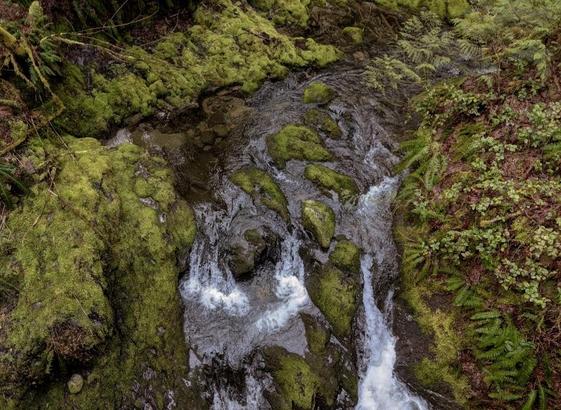 An overhead shot of water flowing over rocks in a stream within a forest. The rocks are coated in thick, vibrant green moss. Lush greenery covers both sides of the stream, with ferns adding a touch of vibrancy. The water is clear to dark, cascading over the rocks.