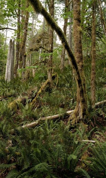 View of dense, temperate rainforest. Ferns carpet the ground in shades of deep green. Trees, with trunks coated in moss & lichen, reach upward, some at angles. A fallen tree trunk lies among the ferns. The forest floor is damp & shaded.