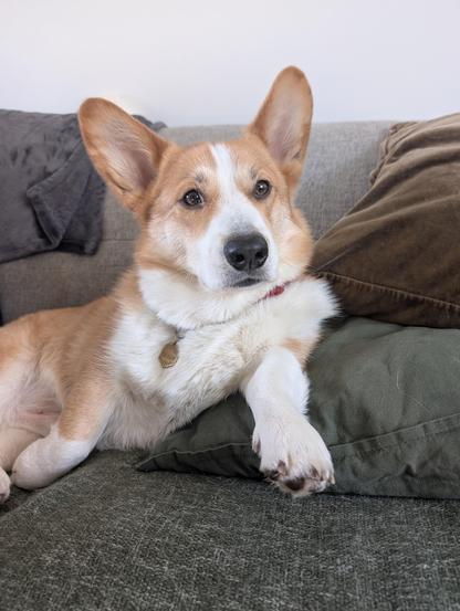 A Corgi lays on a pillow. His head is upright and his foot is hanging off the edge in a very nonchalant way.