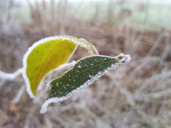 Unscharfer brauner Hintergrund, oben etwas grün von einer Wiese. Zwei Blätter in unterschiedlichen Grüntönen im Vordergund, jeweils gesäumt mit Eis. Im schmalen Fokus kann man einzelne Eiskristalle erkennen.