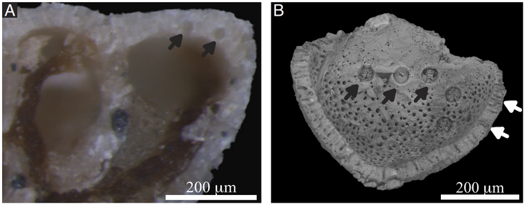 Two ablated specimens from the two procedures. (A) Two lateral laser marks (black arrows) on the youngest chamber of an epoxy-immersed specimen. (B) Laser marks (black arrows) on the inner side of a fragment from the youngest chamber. Note the pores of the inner test wall (white arrows).