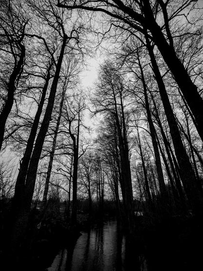 Monochrome high contrast wide-angle view of dark trees towering over a small river.