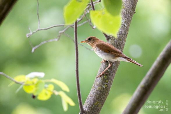 A skinny thrush-like bird perches on a tree trunk.