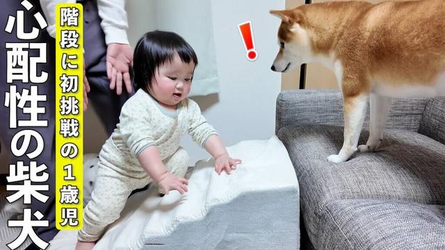 初めて階段を登ろうとする1歳児…心配する柴犬の反応が優しすぎました…