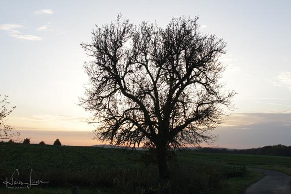 Auf dem Bild sieht man einen alten Apfelbaum, der sein Laub schon abgeworfen hat. Es herrscht eine ruhige Abendstimmung. Der Baum mit seinen feinen Ästen hebt sich gegen den Abendhimmel klar ab. Ein Weg kommt von rechts unten ins Bild und verläuft hinter dem Baum in Felder, die im Hintergrund zu sehen sind. Am Horizont sind links noch einige entfernte Bäume zu sehen, rechts kann man Wald erahnen. In der Ferne sieht man noch einen Höhenzug der Eifel.