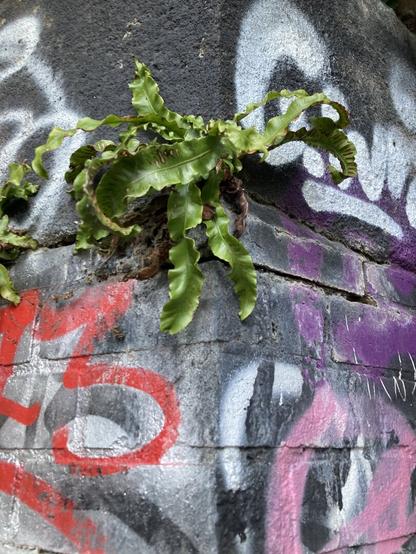 A dusty fern bursts from brickwork. The wall has so many layers of graffiti (red pink and grey) that the original colour is hidden, but the fern, with its fronds gnarled and spotted, grows over the paint.