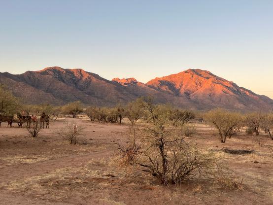 A desert landscape featuring mountains in the background illuminated by sunset light, with low vegetation and a pair of horses near a person in the foreground.