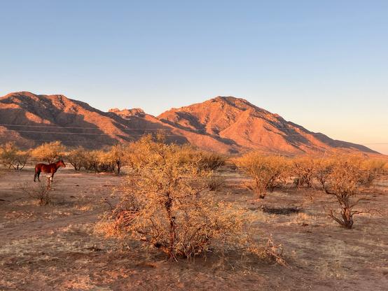 A horse stands among sparse vegetation in a desert landscape, with mountains in the background illuminated by the warm glow of sunset. The sky is clear and blue.