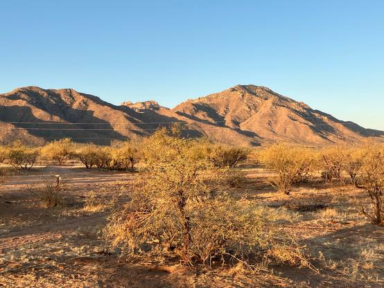A panoramic view of a desert landscape featuring sparse vegetation, with low shrubs in the foreground and rugged mountains in the background under a clear blue sky. The lighting suggests early morning.