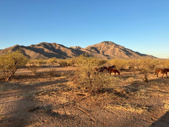 A scenic desert landscape featuring rugged mountains in the background, with green bushes and several horses grazing in the foreground under a clear blue sky.