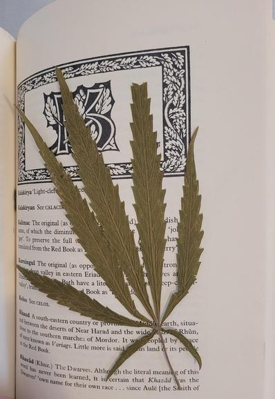 A pressed leaf of Marijuana