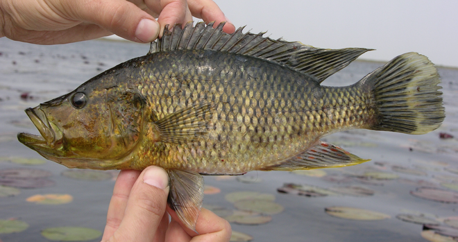 Serranochromis sp. a brownish cichlid fish held up for the camera, lake with large lily pads in the background.