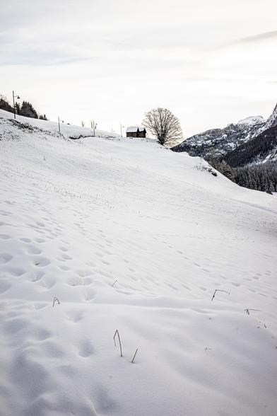 foto paesaggistica di una montagna innevata con un albero