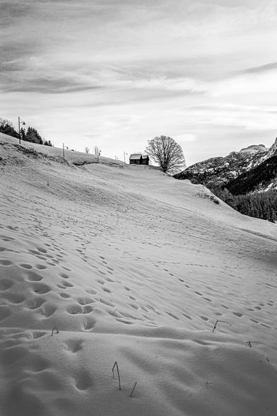 foto paesaggistica di una montagna innevata con un albero