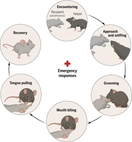 Mouse behaviors toward an unconscious peer.
Mice exhibit a stereotypic set of behaviors when encountering an unconscious social partner, reminiscent of human emergency responses. The behavioral reactions escalate from sniffing and grooming to intense stimulatory actions such as mouth biting and tongue pulling during extended periods of unresponsiveness. These reviving-like actions facilitate the recipient’s recovery. https://www.science.org/doi/10.1126/science.adq2677
