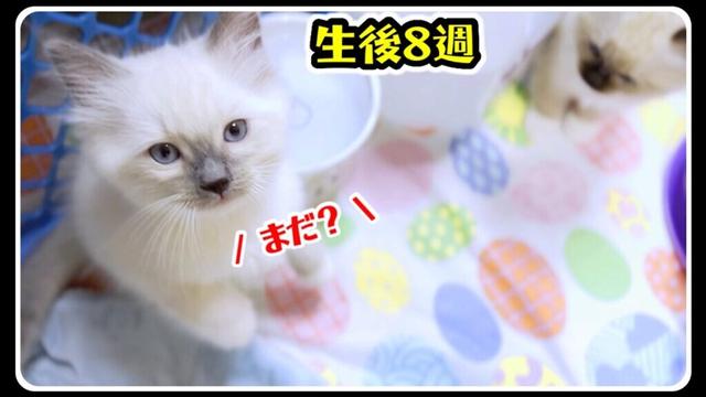 【生後8週⚠️閲覧注意】ご飯が待ちきれない子猫がしがみついてきましたww #子猫 #ラグドール 【７つ子子猫物語】【もちまる日記BGM】